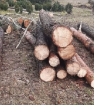 Втекли на підводі: на Рівненщині розшукують трьох чорних лісорубів
