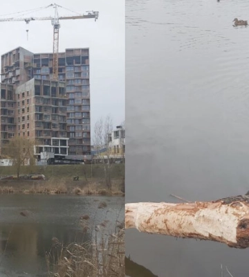 Київ атакували бобри: у чому причина та як рятується місто
