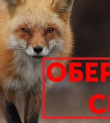 Через скажену лисицю в Квасилові ввели карантин