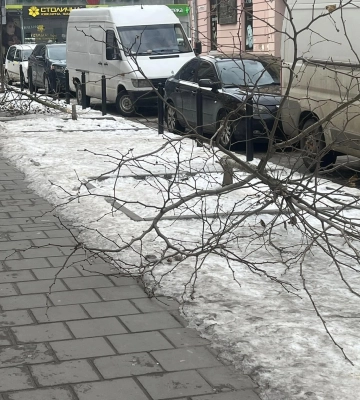 У центрі Львові по-варварськи зрізали молоді платани