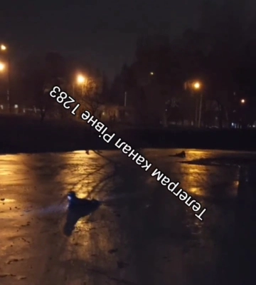 У Рівному на «Хіміку» людина провалилася під лід (ВІДЕО)