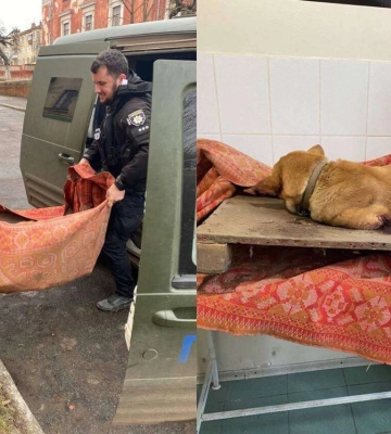 Після обстрілів Марганця з-під завалів дістали поранену собаку