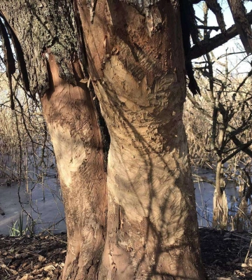 На Дніпропетровщині біля водосховища вперше помітили сліди найбільших гризунів