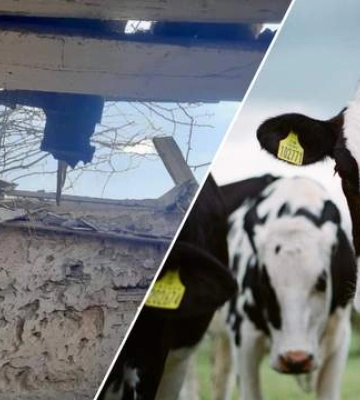 Загинули 8 корів, ще п&#039;ятеро поранені: на Дніпропетровщині під ворожий обстріл потрапила ферма