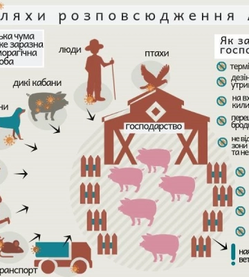 У селі на Дніпропетровщині виявили спалах африканської чуми свиней