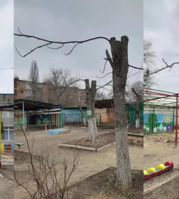 Двометрові пеньки. Після санітарної обрізки дерев у дитсадках Кропивницького лишились самі стовбури (відео)