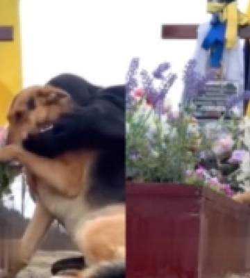 Собака на кладовищі ходить до могили загиблого захисника з Ковеля, — відео