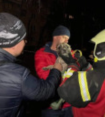 В Запорожье спасли бульдога, который пробыл под завалами двое суток