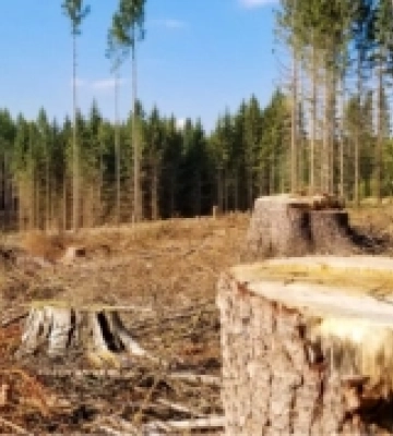 На Любомльщині нарубали лісу на 39 мільйонів: судитимуть лісників