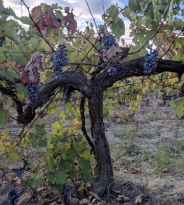 Як виживає виноробна галузь Одещини в умовах війни: in vino veritas – істина у вині!