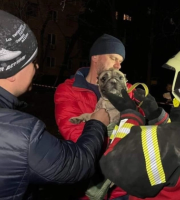В Запорожье во время ликвидации последствий ракетного удара по жилому дому из-под завалов спасли бульдога, фото