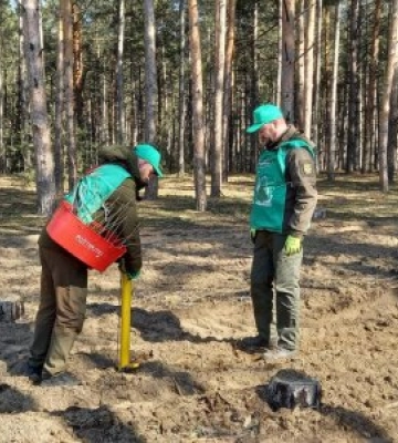 На Миколаївщині висадили ще понад 3,5 тис. сіянців