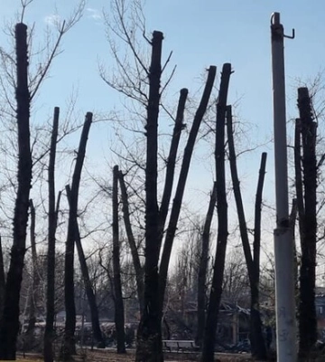 У Дубівці радикально обрізали дерева &quot;під олівець&quot;