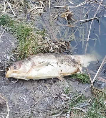 В озері на Волині задихається риба