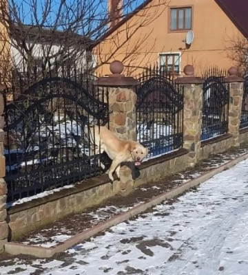 У селі поблизу Рівного рятувальники звільняли собаку, який застряг у паркані