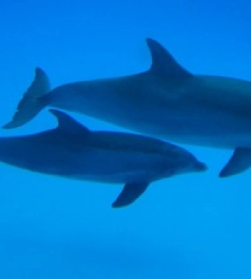 Россияне уничтожают дельфинов в Черном море: опубликованы печальные фото
