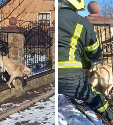 У селі поблизу Рівного рятувальники звільняли собаку, який застряг у паркані