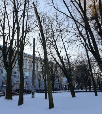 У чотирьох районах Львова видалятимуть аварійні та сухостійні дерева. Локації