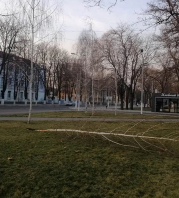 А чого вона тут серед скверу росте?  – в центрі Ізмаїла варвари знищили молоду березу