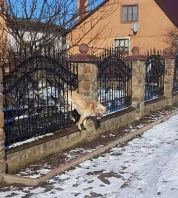 У селі поблизу Рівного рятувальники звільняли собаку, який застряг у паркані