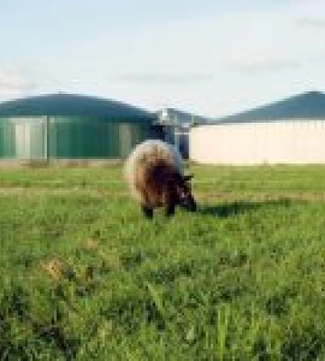 На Одещині будують нову біогазову установку та вівчарський комплекс