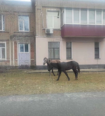Господарів не знайшли: у Дніпрі посеред вулиці гуляли коні