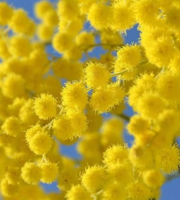 Вітер рвучкий, та повітря весняне. Яку погоду у Дніпрі прогнозують синоптики