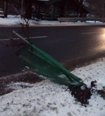 У Рахові цієї ночі невідомі вандали поламали цілу алею садженців-сакур