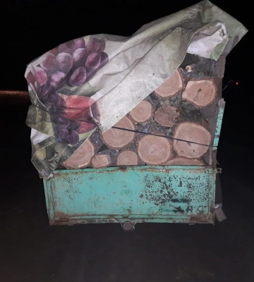 На Одещині судитимуть 21-річного чоловіка за незаконну порубку дерев, - ФОТО