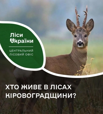 Олені, козулі та кабани: У лісах Кіровоградщини підрахували кількість диких тварин