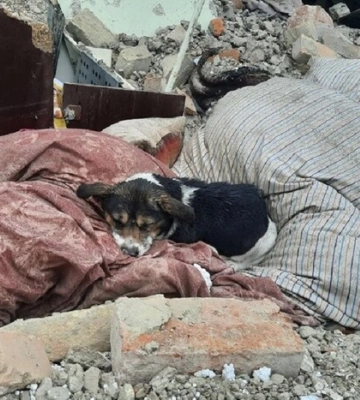 Обстріл Львівщини: після влучання російської ракети в будинок вижив лише собака 