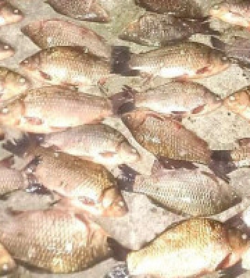 На Канівському водосховищі браконьєр наловив риби майже на сто тисяч