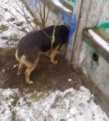 На Рівненщині рятувальники звільнили собаку, який застряг у паркані