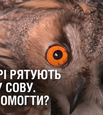 У Дніпрі рятують вухату сову. Як допомогти?