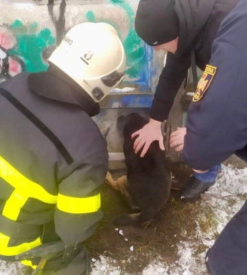 На Рівненщині рятувальники звільнили собаку, який застряг у паркані