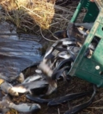 У 2022 році до водойм Волинської області вселили понад чотири тонни молоді риб