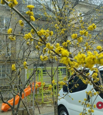 В Одессе расцветают деревья и цветы 