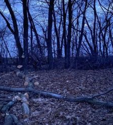 На Полтавщині гілкою вбило жінку, яка займалася розчисткою лісосмуг