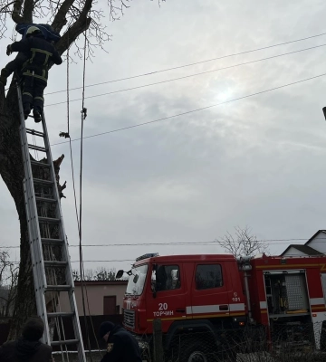 У Луцькому районі чоловік потрапив у «капкан» на дереві 