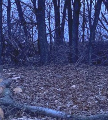 На Полтавщині внаслідок падіння гілки загинула жінка
