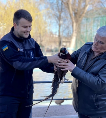 Рятувальники передали до Одеського зоопрку фазана, який &quot;зайцем&quot; приїхав у місто