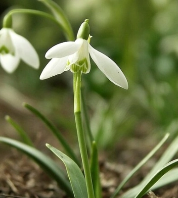 У Києві почалась метеорологічна весна