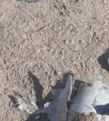 Криворізькі нацгвардійці збили ворожий БПЛА зі штатної зброї