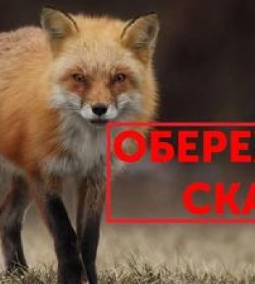 У Полтаві через виявлений випадок сказу на частині вулиць безплатно щеплюють тварин