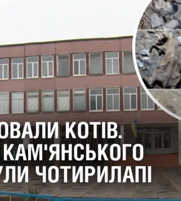 ЗАМУРОВАЛИ КОТІВ. У ліцеї Кам’янського загинули чотирилапі