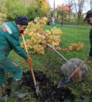 Львів’ян закликають долучитись до акції «Хочу посадити дерево!»
