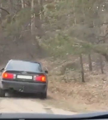 У Київській області лось кинувся під колеса авто (ВІДЕО)