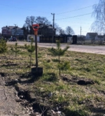У селищі на Рівненщині висадили соснову алею