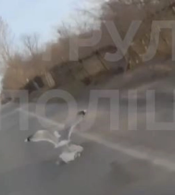 Під Києвом врятували птицю, яка бігала по дорозі, відео