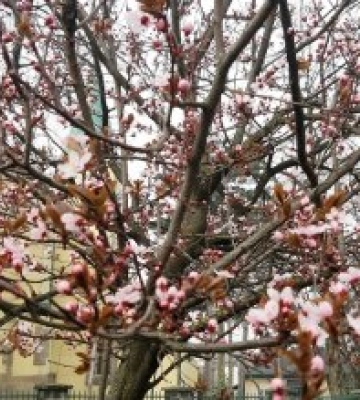 На Закарпатті зацвітають японські вишні (сакури)